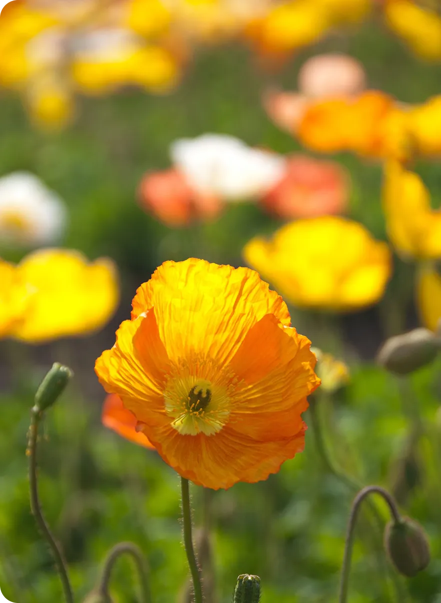 Poppy flower